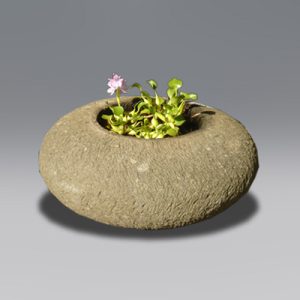 Pot